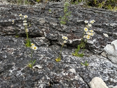 Erigeron philadelphicus provancheri