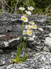 Erigeron philadelphicus provancheri