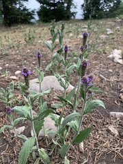 Verbena macdougalii