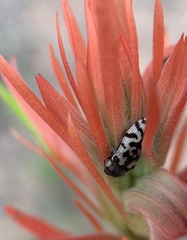 Acmaeodera variegata