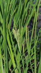 Carex lenticularis