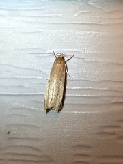 Limnaecia phragmitella