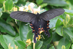 Papilio macilentus