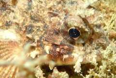 Scorpaena guttata