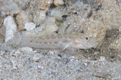 Ctenogobiops crocineus