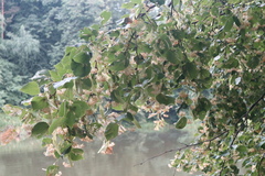 Tilia cordata
