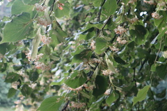 Tilia cordata