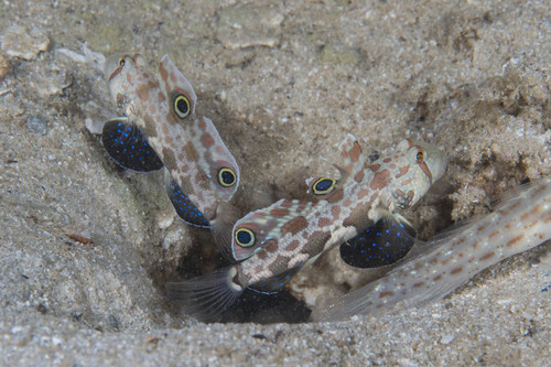 Crab-eye goby (Signigobius biocellatus) — Gobiidae — 5