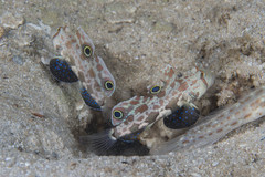 Signigobius biocellatus