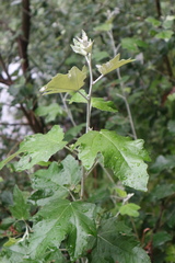 Populus alba