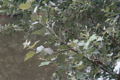 Populus alba