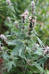 Leonurus quinquelobatus