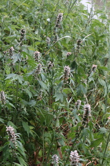 Leonurus quinquelobatus