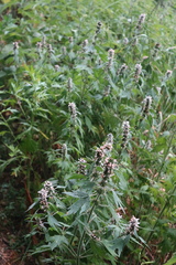 Leonurus quinquelobatus