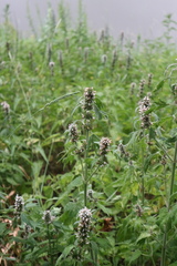 Leonurus quinquelobatus