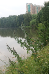 Leonurus quinquelobatus