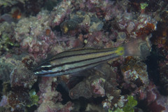 Cheilodipterus isostigma