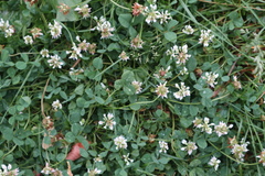 Trifolium repens