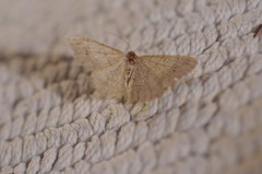 Digrammia muscariata