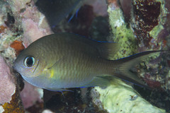 Chromis ternatensis