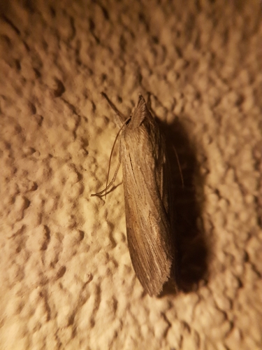 mora mliečová (Cucullia umbratica)