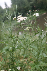 Achillea millefolium