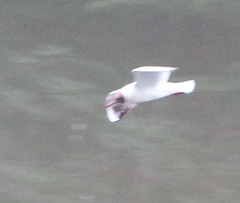 Chroicocephalus ridibundus