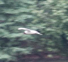 Chroicocephalus ridibundus