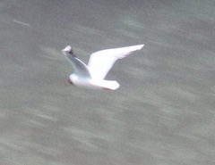 Chroicocephalus ridibundus