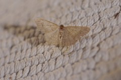 Digrammia muscariata