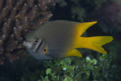 Neoglyphidodon nigroris