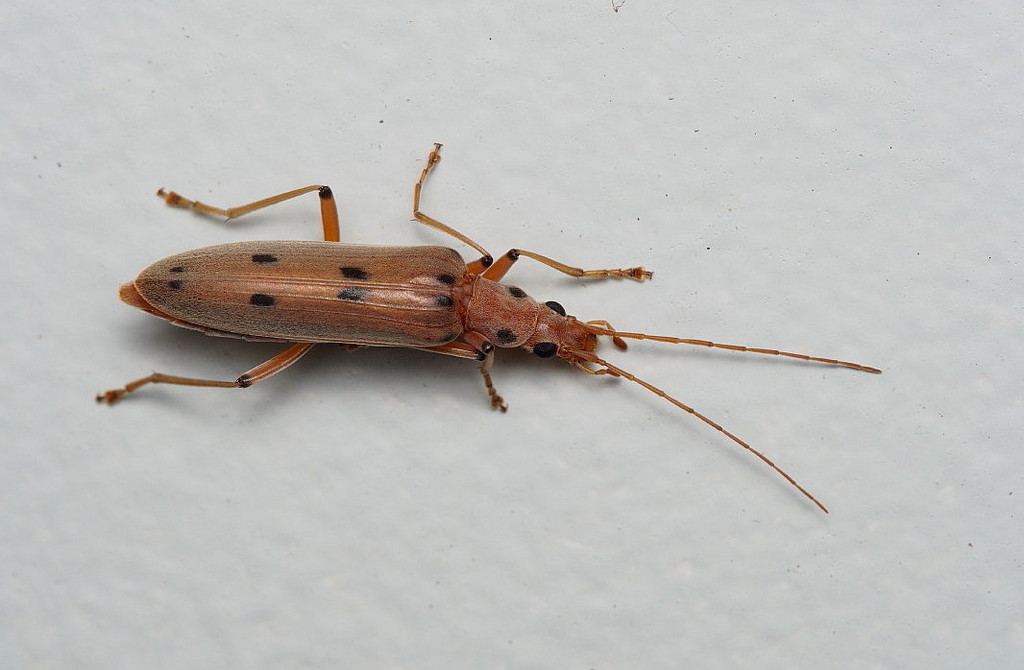 Parisopalpus