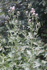 Cirsium arvense