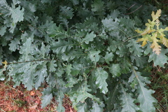 Quercus robur