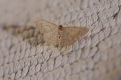 Digrammia muscariata