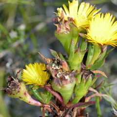 Lampranthus bicolor