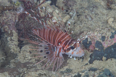 Pterois antennata