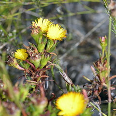 Lampranthus bicolor