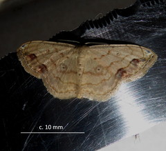 Scopula pulchellata