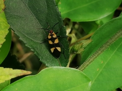 Oncopeltus cingulifer