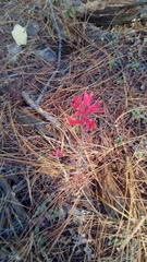 Castilleja spiranthoides