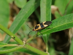 Oncopeltus cingulifer