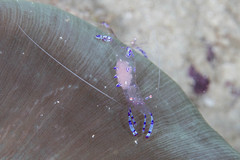 Ancylomenes sarasvati