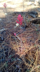 Castilleja spiranthoides