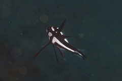 Macolor macularis