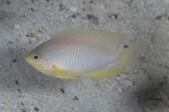 Pomacentrus amboinensis