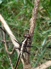 Libellula axilena