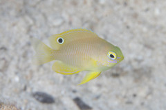 Pomacentrus amboinensis