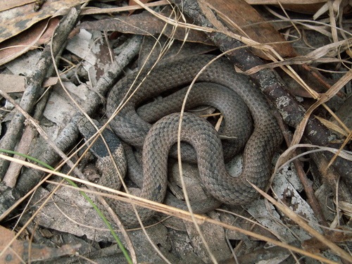 Mustard-bellied Snake sighting