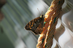 Neope goschkevitschii